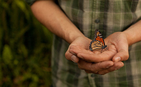 Hand mit schmetterling