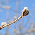 Knospe im Winter / © Antranias / www.pixabay.com CC0 1.0 Knospe im Winter