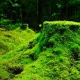 Wald