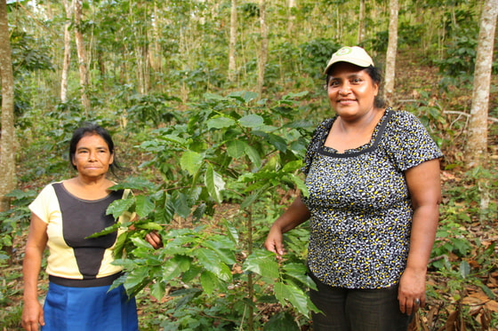 Juana Aydas Villareyna Acuña zeigt stolz ihre Kaffeepflanzen