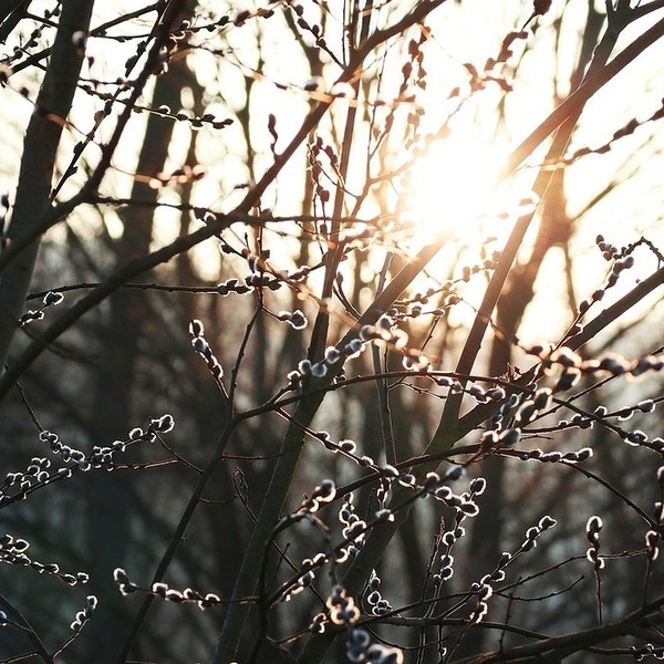Palmkätzchen / ViJakob/Pixabay.com