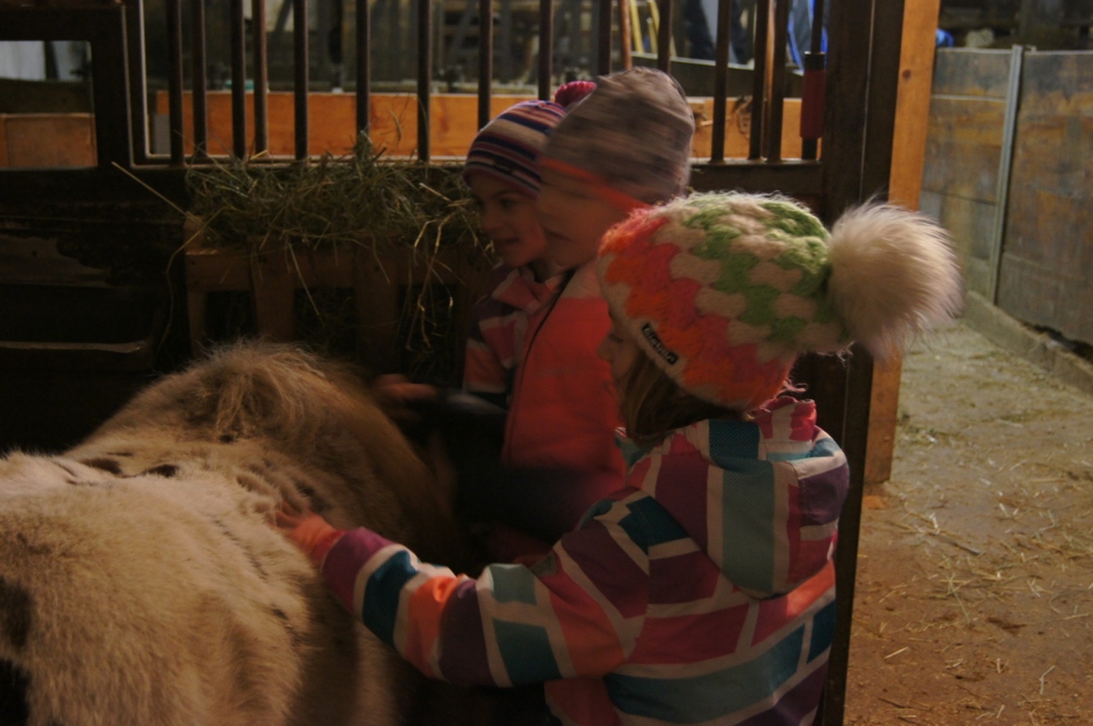 Pony streicheln am Bauernhof